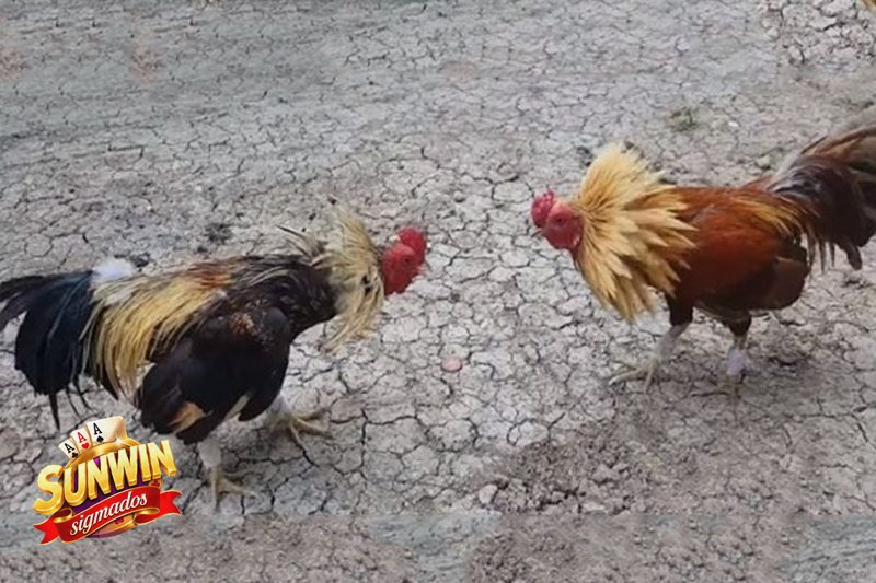 Đá Gà Cựa Sắt - Sunwin phù hợp với kiểu người chơi nào? Đá Gà Cựa Sắt - Sunwin phù hợp với kiểu người chơi nào?