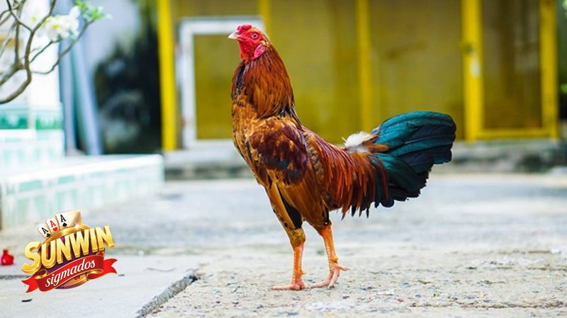 Đá Gà Sunwin - Quan sát chiến kê trước khi xuống tiền Đá Gà Sunwin - Quan sát chiến kê trước khi xuống tiền
